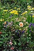 RAISED BED FOR CUT FLOWERS IN MODEL ALLOTMENT,  FLOWERS INCLUDE RUDBECKIA PRAIRIE SUN,  LIMONIUM SINUATUM FOREVER MIXED AND ASTER MOONSHINE