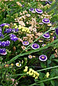 FLOWERS IN THE RAISED BED FOR CUT FLOWERS IN THE MODEL ALLOTMENT  INCLUDE LIMONIUM SINUATUM FOREVER MIXED AND ASTER MOONSHINE