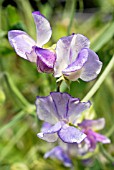 LATHYRUS ODORATUS BLUE RIPPLE