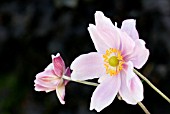 ANEMONE X HYBRIDA KONIGIN CHARLOTTE,