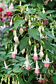 FUCHSIA OTHER FELLOW,  RHS WISLEY: AUGUST