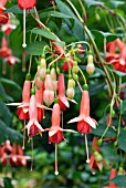 FUCHSIA APRICOT ICE,  RHS WISLEY: AUGUST