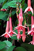 FUCHSIA KATRINA THOMPSEN