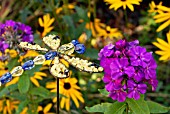 ORNAMENTAL DRAGONFLY WITH PHLOX PANICULATA BORDER GEM AND,  IN BACKGROUND,  RUDBECKIA FULGIDA.