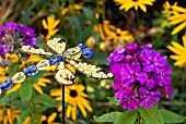 ORNAMENTAL DRAGONFLY WITH PHLOX PANICULATA BORDER GEM AND,  IN BACKGROUND,  RUDBECKIA FULGIDA.