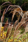 MISCANTHUS SINENSIS FLAMINGO AND,  ON LEFT OF PICTURE,  MISCANTHUS SINENSIS FERNER OSTEN AND,  IN BACKGROUND,  RUDBECKIA FULGIDA.