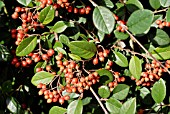 COTONEASTER GLAUCOPHYLLUS