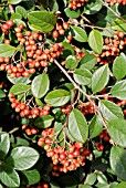 COTONEASTER GLAUCOPHYLLUS