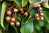 FRUITS OF SORBUS CALONEURA,  SUSSEX: SEPTEMBER