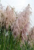 CORTADERIA HIGHLAND PINK