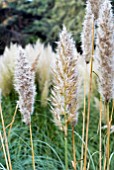 CORTADERIA SELLOANA ICALMA