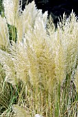 CORTADERIA SELLOANA ALBOLINEATA