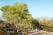 FREEMONT COTTONWOOD,  NEVADA: OCTOBER POPULUS FREMONTII. LAKE MEAD IN THE BACKGROUND
