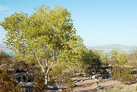 FREEMONT_COTTONWOOD__NEVADA_OCTOBER_POPULUS_FREMONTII_LAKE_MEAD_IN_THE_BACKGROUND