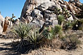 YUCCA BREVIFOLIA,  JOSHUA TREE NATIONAL PARK,  CALIFORNIA AND MOJAVE YUCCAS (YUCCA SCHIDIGERA)