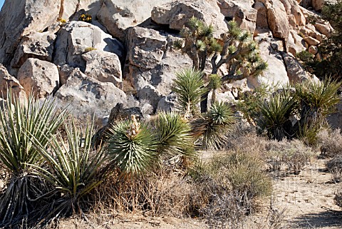 JOSHUA_TREE_NATIONAL_PARK__CALIFORNIA_WITH_JOSHUA_TREES_YUCCA_BREVIFOLIA_AND_MOJAVE_YUCCAS_YUCCA_SCH