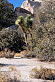 SCENE IN JOSHUA TREE NATIONAL PARK,  CALIFORNIA WITH JOSHUA TREES (YUCCA BREVIFOLIA)