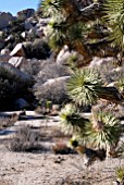 YUCCA BREVIFOLIA,  JOSHUA TREE,  NATIONAL PARK CALIFORNIA