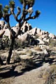 YUCCA BREVIFOLIA,  JOSHUA TREE,  NATIONAL PARK,  CALIFORNIA