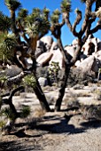 SCENE IN JOSHUA TREE NATIONAL PARK,  CALIFORNIA WITH JOSHUA TREES (YUCCA BREVIFOLIA): NOV.