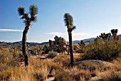 SCENE IN JOSHUA TREE NATIONAL PARK,  CALIFORNIA WITH JOSHUA TREES (YUCCA BREVIFOLIA): NOV.