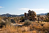 SCENE IN JOSHUA TREE NATIONAL PARK,  CALIFORNIA WITH JOSHUA TREES (YUCCA BREVIFOLIA): NOV.