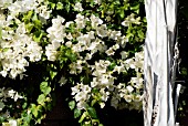 BOUGAINVILLEA CV. AND TRUNK OF QUEEN PALM (SYAGRUS ROMANZOFFIANA).