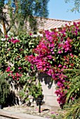 BOUGAINVILLEA CV. IN FLOWER