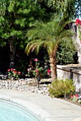 PYGMY PALM (PHOENIX ROEBELENII) AND ROSES.