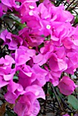 BOUGAINVILLEA