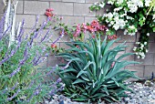 AGAVE,  MEXICAN SAGE (SALVIA SP.) AND BOUGAINVILLEA