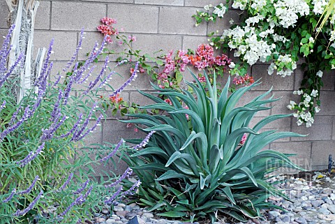 AGAVE__MEXICAN_SAGE_SALVIA_SP_AND_BOUGAINVILLEA