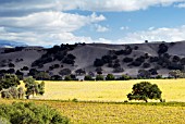 FIRESTONE VINEYARD NEAR LOS OLIVOS, CALIFORNIA: NOVEMBER