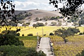 FIRESTONE VINEYARD NEAR LOS OLIVOS, CALIFORNIA: NOVEMBER