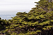 MONTEREY CYPRESS (CUPRESSUS MACROCARPA) AT POINT LOBOS STATE RESERVE,  CALIFORNIA