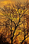 WINTER SUNRISE AGAINST BRANCHES OF ASH (FRAXINUS EXCELSIOR), DECEMBER