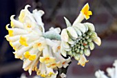 EDGEWORTHIA CHRYSANTHA, RHS WISLEY: FEBRUARY