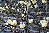 EDGEWORTHIA CHRYSANTHA, RHS WISLEY: FEBRUARY