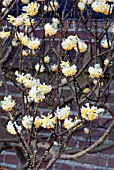 EDGEWORTHIA CHRYSANTHA, RHS WISLEY: FEBRUARY