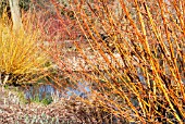 SALIX YELVERTON WITH, IN BACKGROUND, SALIX ALBA GOLDEN NESS