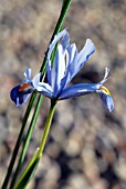 IRIS RETICULATA CANTAB