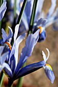 IRIS RETICULATA CANTAB