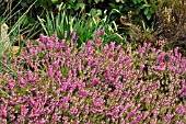 ERICA CARNEA MYRETOUN RUBY