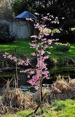 PRUNUS_KURSAR_YOUNG_TREE