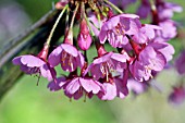 PRUNUS KURSAR