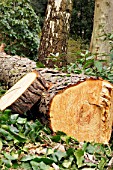 TREE RINGS OF FELLED PINUS SYLVATICA