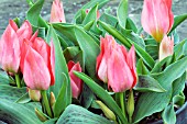 TULIPA GREIGII TORONTO