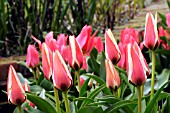 TULIPA GREIGII QUEEN INGRID