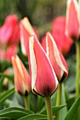 TULIPA GREIGII QUEEN INGRID