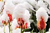 TULIPA GREIGII QUEEN INGRID DURING SNOWFALL